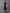 Myshka Women's Elegant Magenta Midi Dress With Collared Neckline