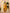 Myshka Women's Embroidered Keyhole Neck Bell Sleeves Kurta & Palazzos Set With Dupattas In Mustard Colour