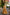 Lorenvalley Mustard Pure Chanderi Plain With Zari Weaving Work Border Lehenga Choli - Distacart