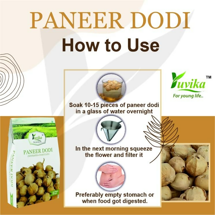 Yuvika Paneer DODI - Paneer Ke Phool - Withania Coagulan - Distacart