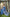 ECDCJAMDANILACEPeacockBlue(1)