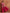 trueBrowns Pink Metallic Sharara Set