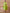 InWeave Lime Green Rayon Cowel Style Kaftan
