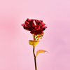 Sowpeace Scarlet Love - Distacart