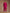 trueBrowns Pink Modal Satin Relax Co-ord Set - Distacart