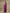 trueBrowns Purple Bandhani Printed Silk Ready to Wear Saree with Belt - Distacart