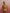 trueBrowns Men's Mustard Cotton Mandarin Collar Stylized Kurta - Distacart