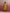 trueBrowns Modal Lime Green Dress - Distacart