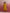 trueBrowns Mustard Cotton Dobby Kurta Set - Distacart