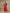 trueBrowns Red Bandhani Printed Silk Skirt Stitched Saree with Belt - Distacart