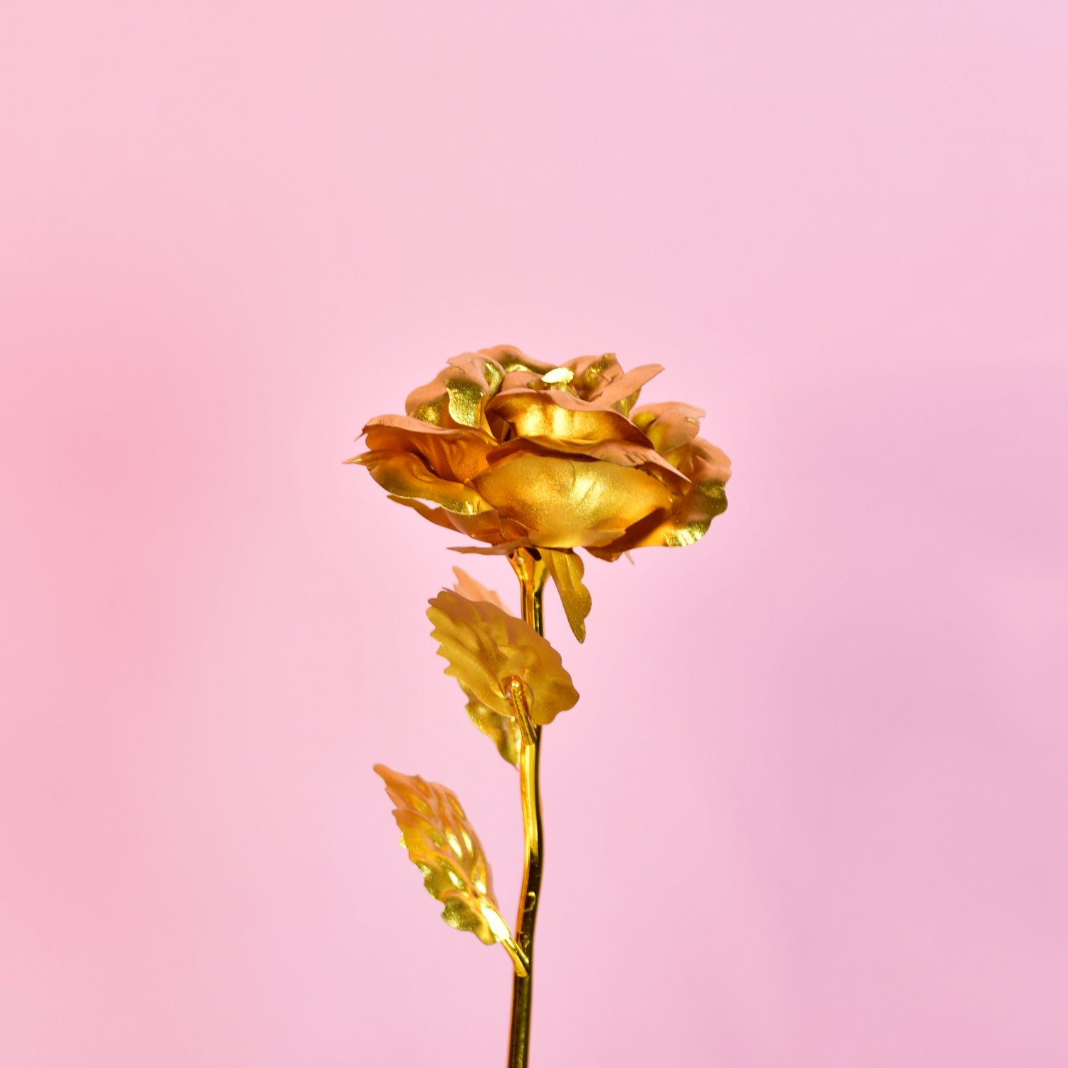 Sowpeace Golden Love