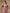 trueBrowns Dark Mauve Bandhani Printed Silk Elasticated Blouse - Distacart
