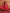 trueBrowns Hot Pink Tissue Flared Anarkali Kurta Set