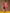 trueBrowns Blush Gold Cotton High-Low Co-Ord Set - Distacart