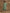 trueBrowns Light Green Bandhani Printed Silk Oversized Kurta Pant Set - Distacart