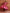 trueBrowns Pink Metallic Flared Anarkali Kurta Set