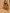 InWeave Mustard Multi Flower Harem Pant