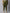 TAG 7 Women Plus Size Olive Green Solid Ankle-Length Plus Size Leggings - Distacart