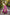 Lorenvalley Pink Jacquard Silk Paithani Zari Weaving Work Lehenga Choli with Dupatta