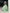 Lorenvalley Pista Zari Kota Zari Weaving Work With Sequins and Thread Embroidery Scallop Lace Border Lehenga Choli with Dupatta