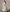 Lehenga Mart Glamorous Designer Lehenga Choli for Bridal and Bridesmaids Wedding Wear Choli - Distacart