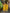 J4646MUSTARD (1)
