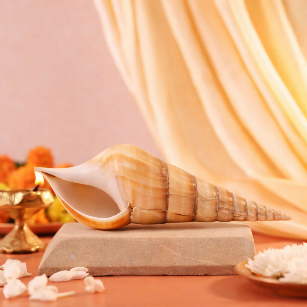 Pujashree Ketu Shankh – Navagraha Conch For Ketu Dosha Remedies & Puja - Dista