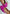 Desi Colour Women Indian Ethnic Footwear-Pink Pearl - Distacart