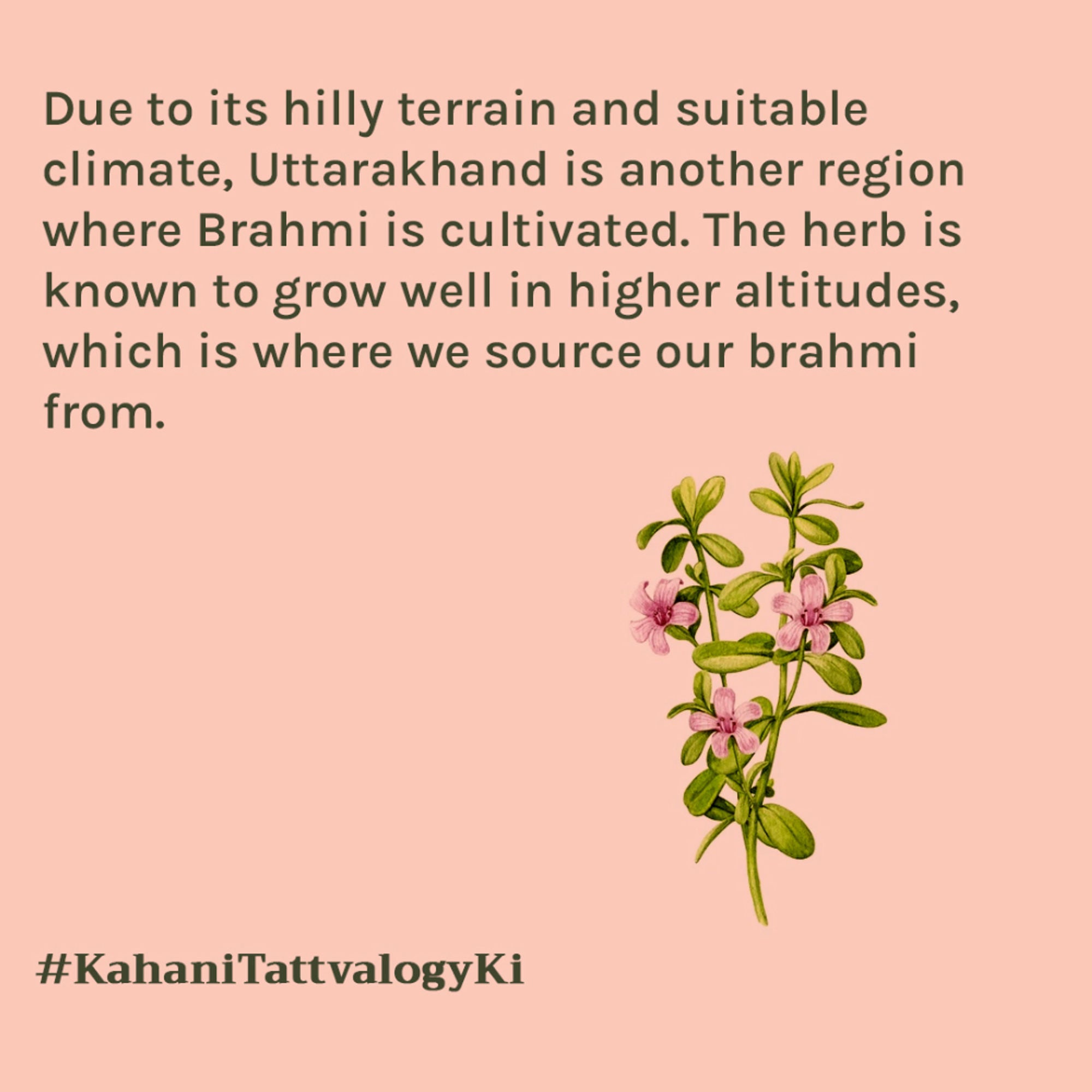 Tattvalogy Brahmi Powder -Brahmi Leaves, Conditions Hair, Adds Shine & Promotes Silky, Healthy Hair - Distacart