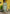 Vellora Silk Blend Pista Casual Wear Embroidery Work Readymade Salwar Suit