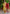 Vellora Cotton Blend Mustard Yellow Casual Wear Foil Print Work Readymade Salwar Suit