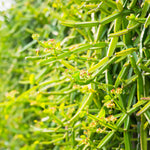 Thumbnail for Nxtgen Ayurveda Hadjod Powder