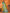 Joban Fashion Banarasi Light Green Small Butti Soft Silk Saree