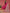 Anouk Pink Ethnic Motifs Yoke Design Thread Work Straight Kurta With Trousers & Dupatta