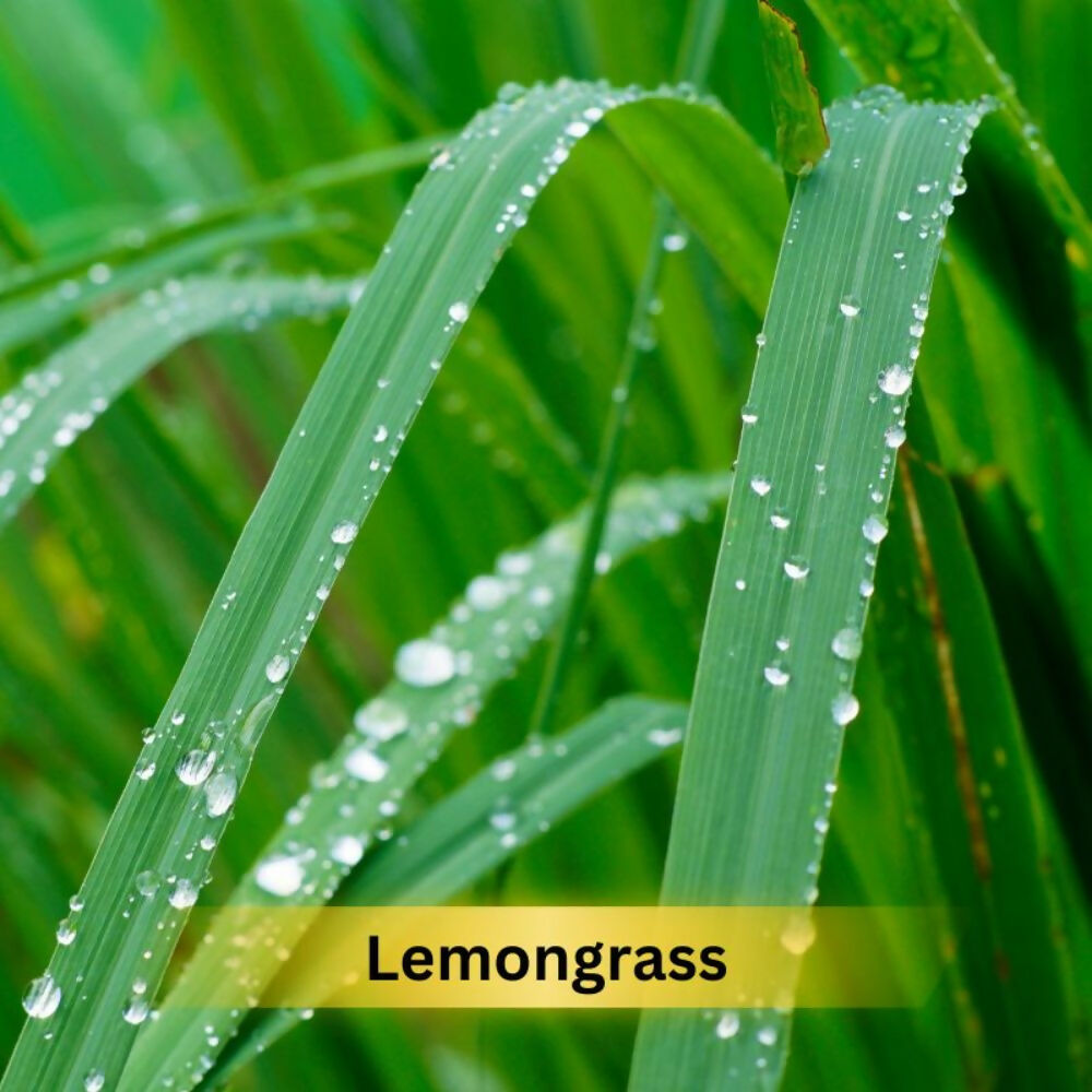 Prakriti Herbal Soap Lemongrass - Distacart