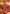 Monjolika Fashion Dark Pink Colour Satin Silk Zari Woven Designer Saree With Blouse