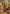 Monjolika Fashion Multicolor Digital Print Satin Trendy Saree