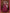 Monjolika Fashion Wine Triva Silk Embroidered Wedding Wear Gown