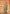 Monjolika Fashion Multi Colour Patola Print Silk Ceremonial Trendy Saree