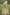 Monjolika Fashion Designer Silk Cream And Sky Blue Color Bridal Wear Khatli Work Readymade Lehenga Choli