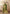 Monjolika Fashion Green Georgette Weaving Zari Printed Classic Saree