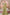 Monjolika Fashion Olive Chiffon Silk Embroidered Contemporary Saree