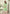 Monjolika Fashion Fancy Festive Wear Pista Green Color Rayon Fabric Thread Embroidered Kurti