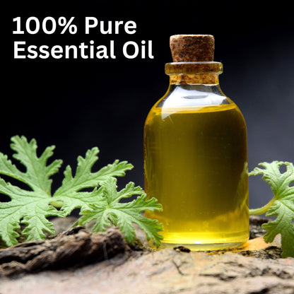 Aroma Treasures Citronella Pure Essential Oil - Distacart
