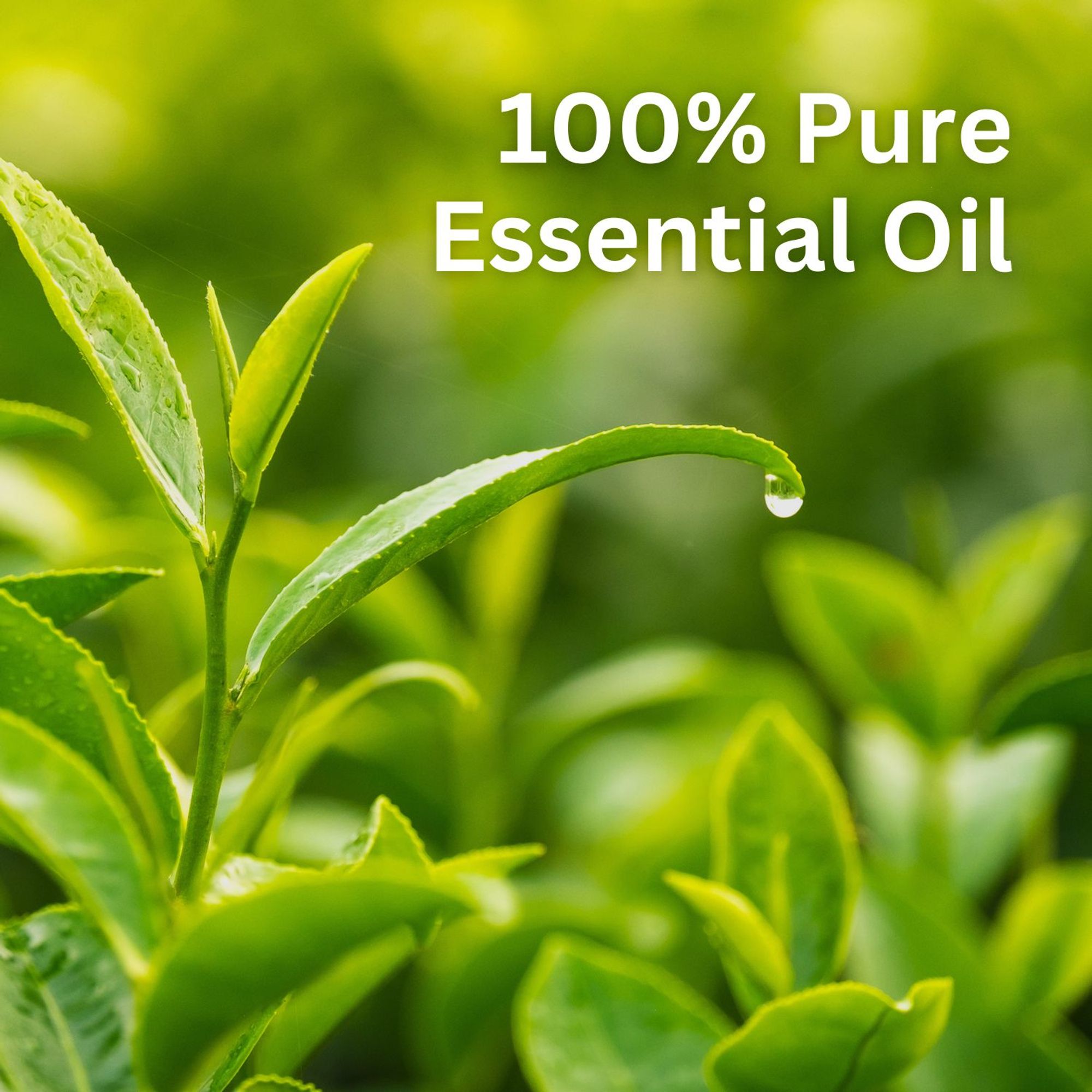 Aroma Treasures Tea Tree Pure Essential Oil - Distacart