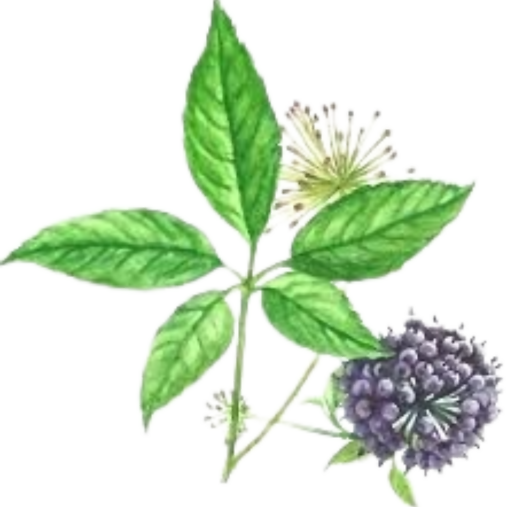 Nxtgen Ayureveda Siberian Ginseng Root Extract - Distacart