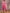 Vishudh Rose Embroidered Straight Kurta with Trouser & Dupatta