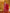Yufta Burgundy Cotton Dori_Embroidery Straight Kurta Dupatta Pant Set