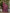 The52 Women's Gorgeous Rayon Slub Embroidery Straight Kurta with Pant And Dupatta Set