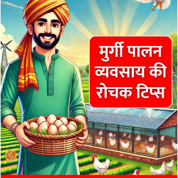 Murgi Palan Vyavsway ki Rochak tips in Hindi (मुर्गी पालन व्यवसाय की रोचक टिप्स) - Distacart